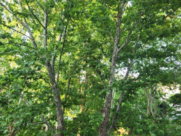 Дава се под наем Четиристаен апартамент в Казанлък - 120 кв.м за 346.8 € - Снимка #1