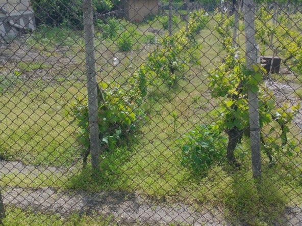 Парцел в с. Големо село, Област Кюстендил - 420 кв.м за 30 €/кв.м - Снимка #1