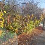 Дава се под наем Парцел в Костинброд - 500 кв.м за 127.5 € - Снимка #1