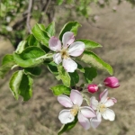 Дава се под наем Земеделски имот в с. Браниполе, Област Пловдив -  кв.м за 255 € - Снимка #1