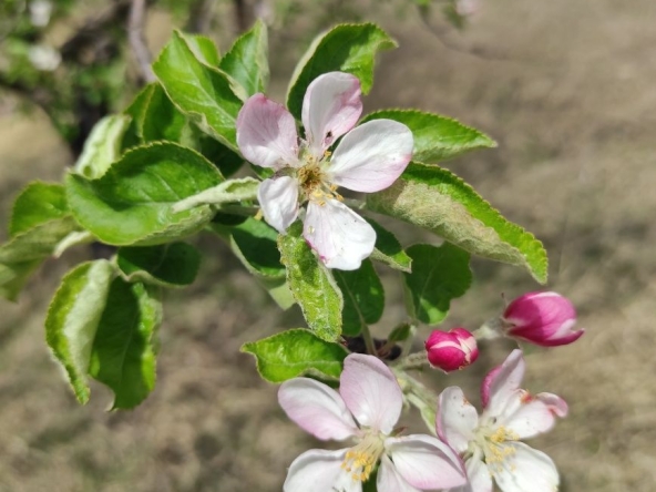 Дава се под наем Земеделски имот в с. Браниполе, Област Пловдив -  кв.м за 255 € - Снимка #1