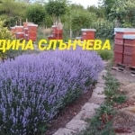 Земеделски имот в с. Зимница, Област Ямбол -  кв.м за 4 €/дка - Снимка #1