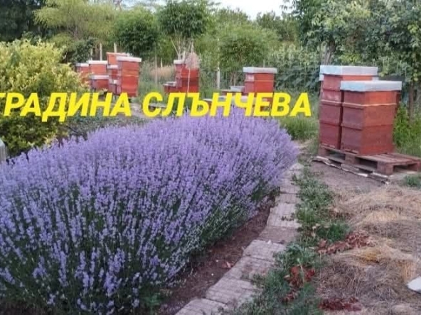 Земеделски имот в с. Зимница, Област Ямбол -  кв.м за 4 €/дка - Снимка #1
