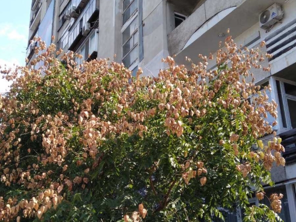 Дава се под наем Едностаен апартамент в Варна, Младост 1 - 39 кв.м за 244.8 € - Снимка #1