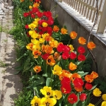 Дава се под наем Къща в с. Нови хан, Област София-област - 80 кв.м за 765 € - Снимка #1