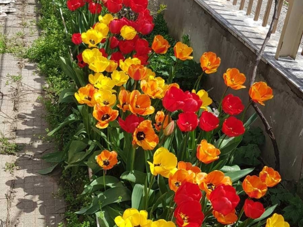 Дава се под наем Къща в с. Нови хан, Област София-област - 80 кв.м за 765 € - Снимка #1