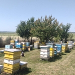 Парцел в с. Пленимир, Област Добрич - 30 кв.м за 493 €/кв.м - Снимка #1