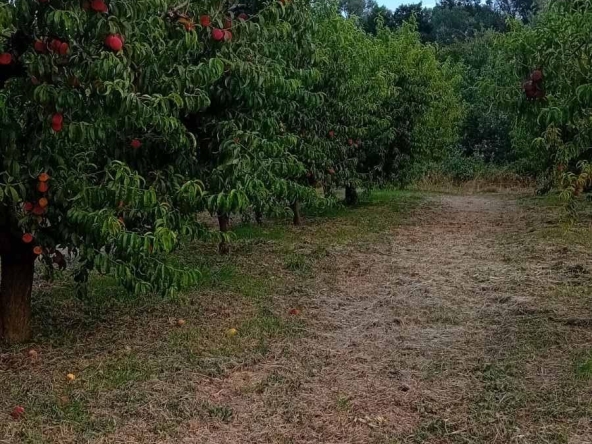 Земеделски имот в Сливен, Речица -  кв.м за 1836 €/дка - Снимка #1