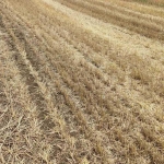 Земеделски имот в с. Сейдол, Област Разград -  кв.м за 1504 €/дка - Снимка #1