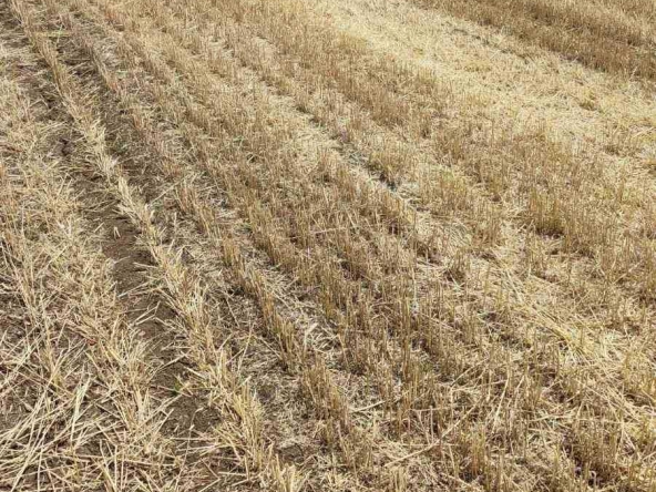 Земеделски имот в с. Сейдол, Област Разград -  кв.м за 1504 €/дка - Снимка #1