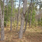 Земеделски имот в с. Оряхово, Област Хасково -  кв.м за 2000 €/дка - Снимка #1