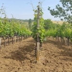 Земеделски имот в Хасково, Дружба 1 -  кв.м за 1020 €/дка - Снимка #1