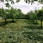 Парцел в с. Комощица, Област Монтана - 1450 кв.м за 2 €/кв.м - Снимка #1