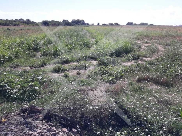 Парцел в Ахелой - 5000 кв.м за 22 €/кв.м - Снимка #1