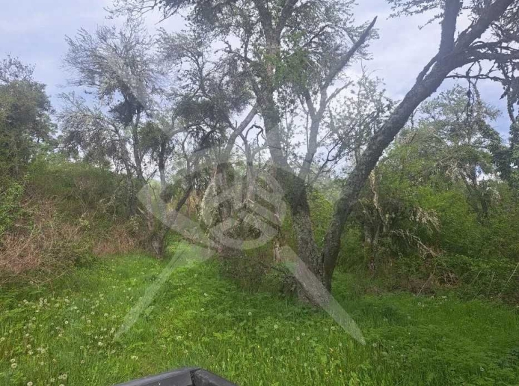 Парцел в с. Свежен, Област Пловдив - 2000 кв.м за 9 €/кв.м - Снимка #1