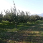 Парцел в Асеновград - 19000 кв.м за 2 €/кв.м - Снимка #1