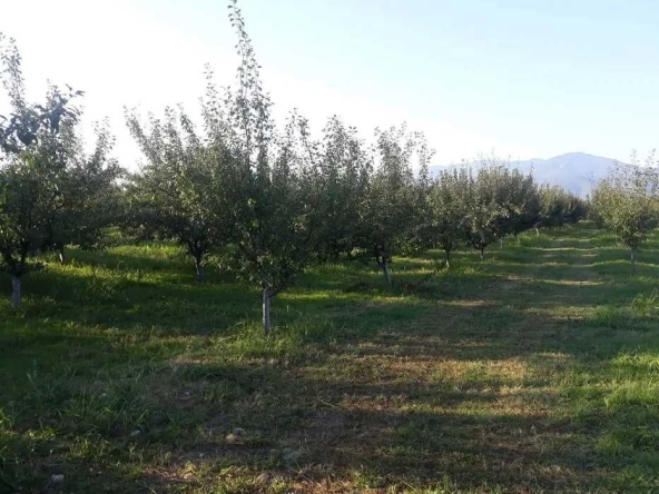 Парцел в Асеновград - 19000 кв.м за 2 €/кв.м - Снимка #1