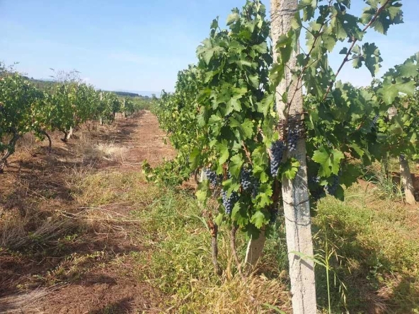 Парцел в с. Брестовица, Област Пловдив - 1852 кв.м за 3 €/кв.м - Снимка #1