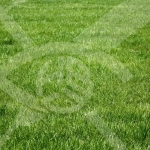 Парцел в с. Граф Игнатиево, Област Пловдив - 854 кв.м за 72 €/кв.м - Снимка #1