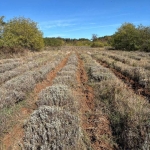 Земеделски имот в Казанлък -  кв.м за 714 €/дка - Снимка #1