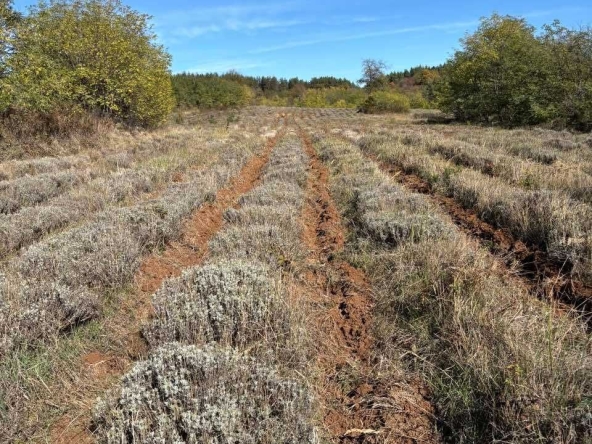 Земеделски имот в Казанлък -  кв.м за 714 €/дка - Снимка #1