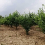 Земеделски имот в с. Главан, Област Силистра -  кв.м за 1275 €/дка - Снимка #1