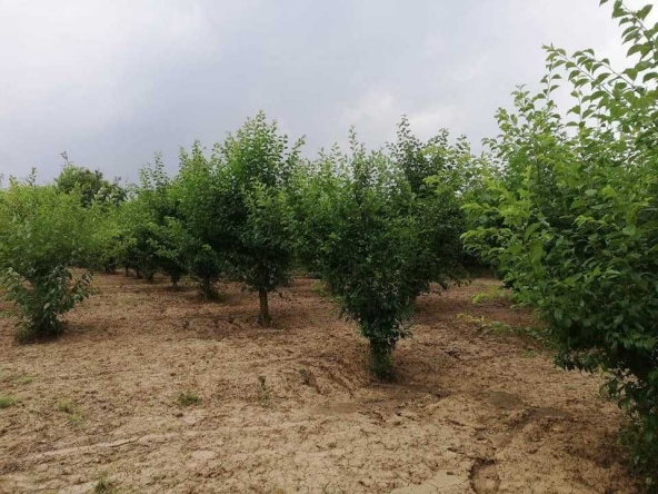 Земеделски имот в с. Главан, Област Силистра -  кв.м за 1275 €/дка - Снимка #1