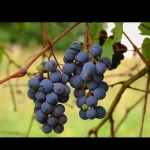 Дава се под наем Земеделски имот в с. Върбово, Област Хасково -  кв.м за 86.7 € - Снимка #1