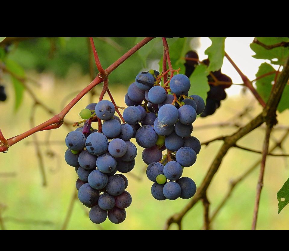 Дава се под наем Земеделски имот в с. Върбово, Област Хасково -  кв.м за 86.7 € - Снимка #1