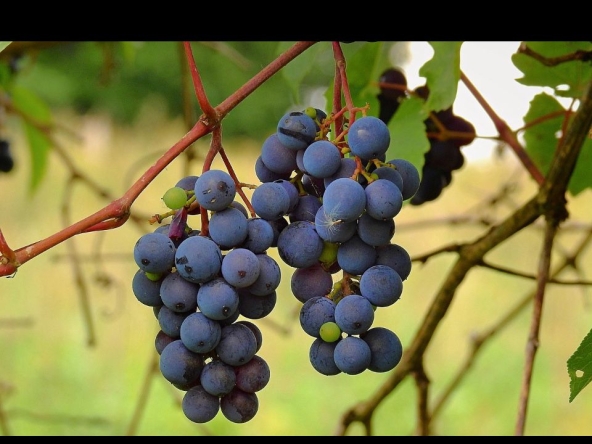 Дава се под наем Земеделски имот в Димитровград -  кв.м за 66.3 € - Снимка #1