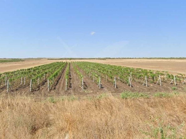 Парцел в Поморие - 5000 кв.м за 80 €/кв.м - Снимка #1