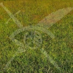 Парцел в Съединение - 840 кв.м за 24 €/кв.м - Снимка #1