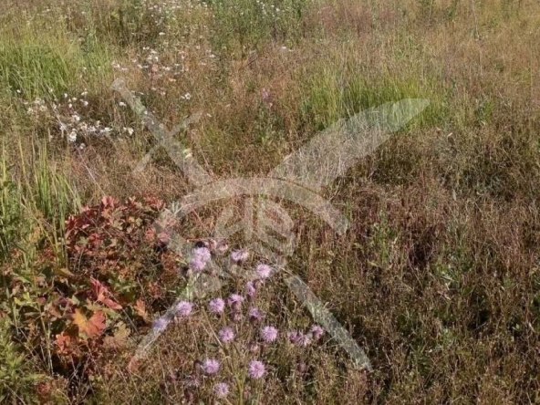 Парцел в с. Цалапица, Област Пловдив - 5400 кв.м за 2 €/кв.м - Снимка #1