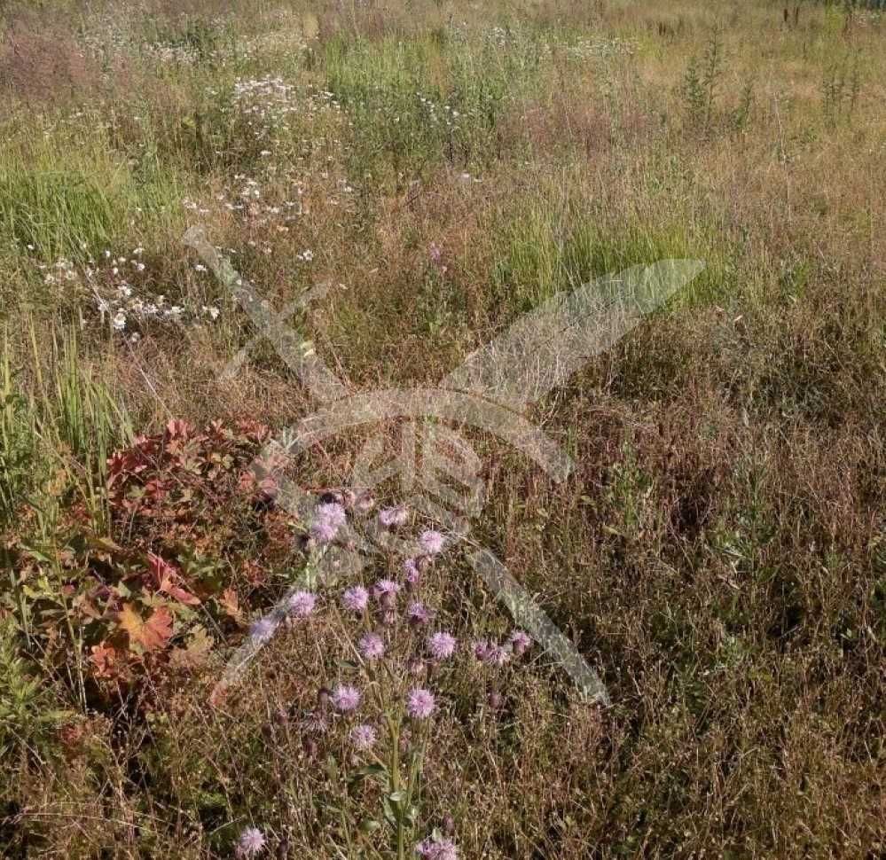 Парцел в с. Цалапица, Област Пловдив - 5400 кв.м за 2 €/кв.м - Снимка #1