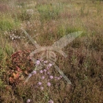 Парцел в с. Цалапица, Област Пловдив - 5400 кв.м за 3 €/кв.м - Снимка #1