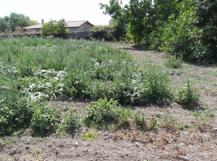 Парцел в с. Българево, Област Добрич - 2000 кв.м за 20 €/кв.м - Снимка #6