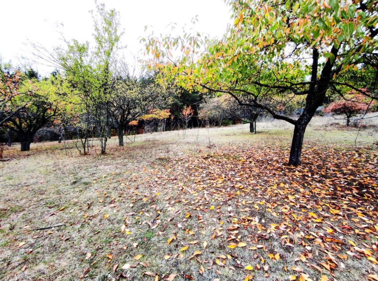 Земеделски имот в Велинград -  кв.м за 45000 €/дка - Снимка #3