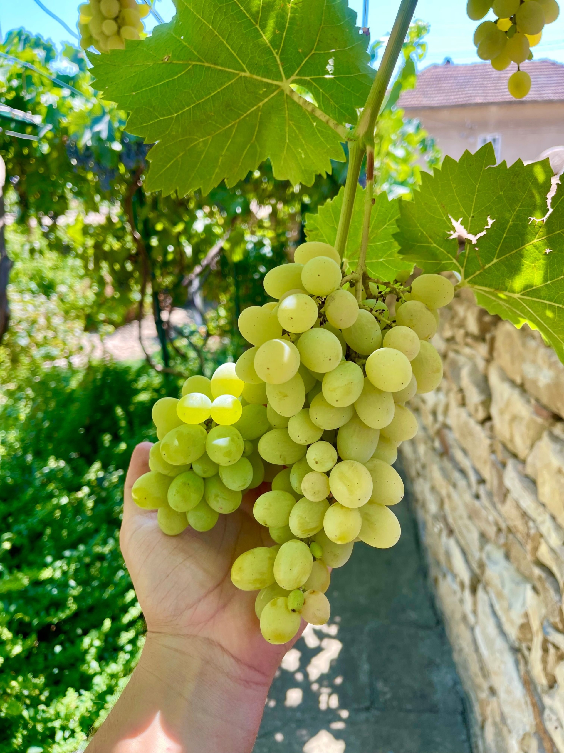 Къща в с. Долна Липница, Област Велико Търново - 106 кв.м за 1227 €/кв.м - Снимка #21
