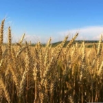 Земеделски имот в с. Любен Каравелово, Област Варна -  кв.м за 6 €/дка - Снимка #1