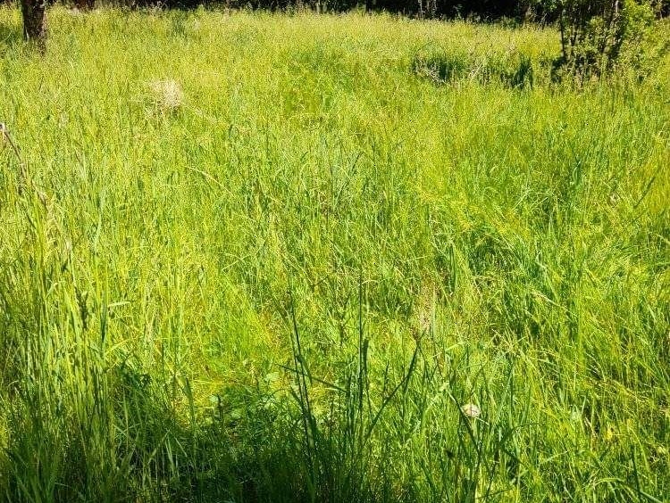 Парцел в с. Богданов дол, Област Перник - 800 кв.м за 13 €/кв.м - Снимка #5