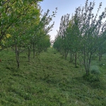 Земеделски имот в с. Водица, Област Търговище -  кв.м за 1224 €/дка - Снимка #1