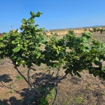 Дава се под наем Парцел в Бургас, Изгрев - 3800 кв.м за 612 € - Снимка #1