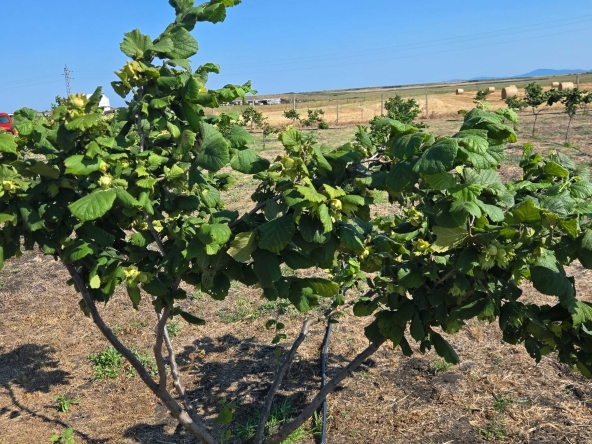 Дава се под наем Парцел в Бургас, Изгрев - 3800 кв.м за 612 € - Снимка #1