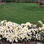 Парцел в Видин, Акджамия - 1200 кв.м за 9 €/кв.м - Снимка #1