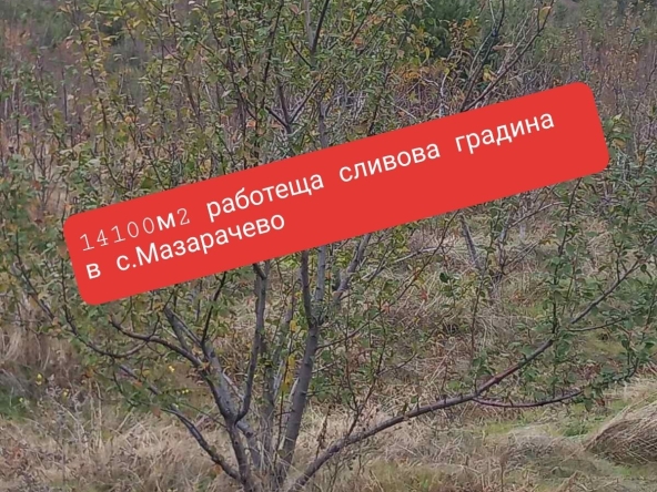Земеделски имот в с. Мазарачево, Област Кюстендил -  кв.м за 2733 €/дка - Снимка #1