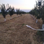 Земеделски имот в Пловдив, Кършияка -  кв.м за 3902 €/дка - Снимка #1