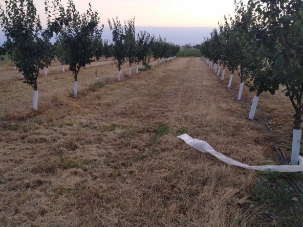 Земеделски имот в Пловдив, Кършияка -  кв.м за 3902 €/дка - Снимка #1