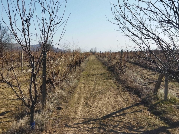 Земеделски имот в с. Карабунар, Област Пазарджик -  кв.м за 3060 €/дка - Снимка #1