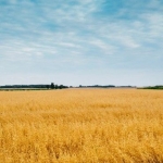 Земеделски имот в с. Краище, Област Добрич -  кв.м за 230 €/дка - Снимка #1