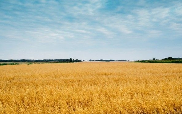 Земеделски имот в с. Краище, Област Добрич -  кв.м за 230 €/дка - Снимка #1